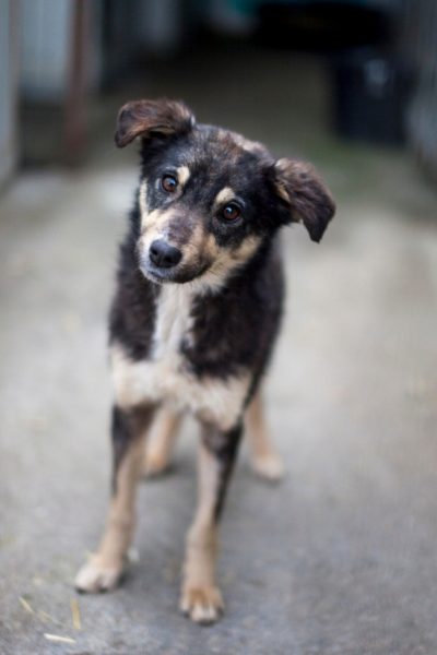 Hund mit schwarz-braunem Fell schaut in die Kamera.