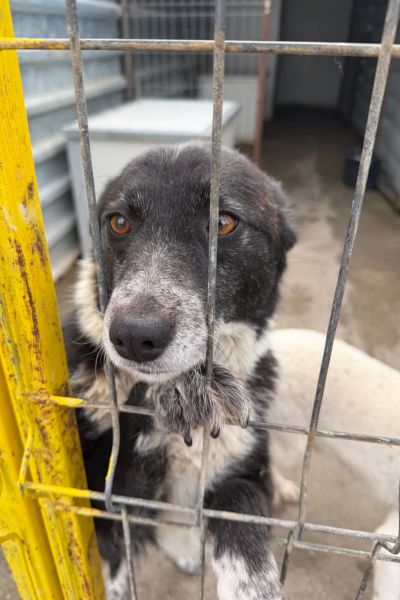 Zuri schaut sehnsüchtig nach draußen.