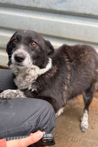 Zuri schaut freundlich in die Kamera.