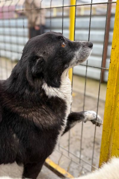 Zuri schaut sehnsüchtig nach draußen.