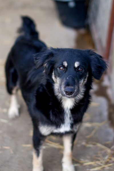Hund mit schwarzem Fell schaut in die Kamera.