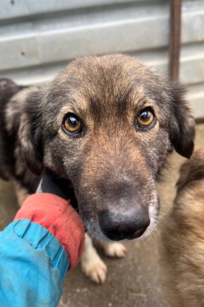 NIkos schaut in die Kamera