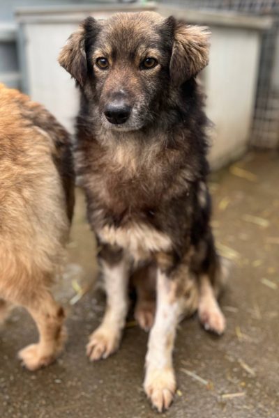 Nikos sitzt brav im Zwinger