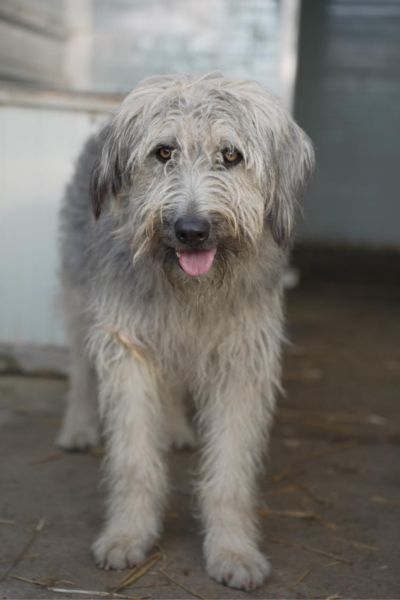 Der zottelige Rüde Ibano steht im Zwinger und schaut direkt in die Kamera