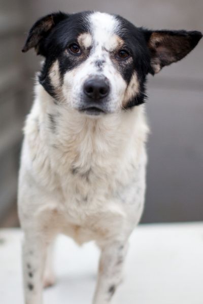 Rüde sieht neugierig in die Kamera