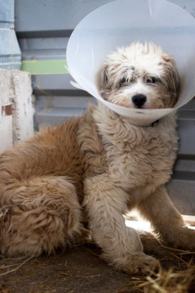 Hund mit Tröte schaut in die Kamera