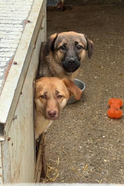 Die Hunde Chupa und Chups schauen vorsichtig aus einer Hundehütte.