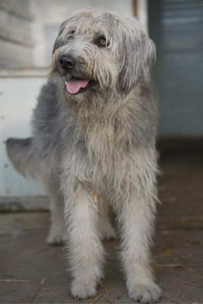 Ibano schaut zur Seite und hechelt