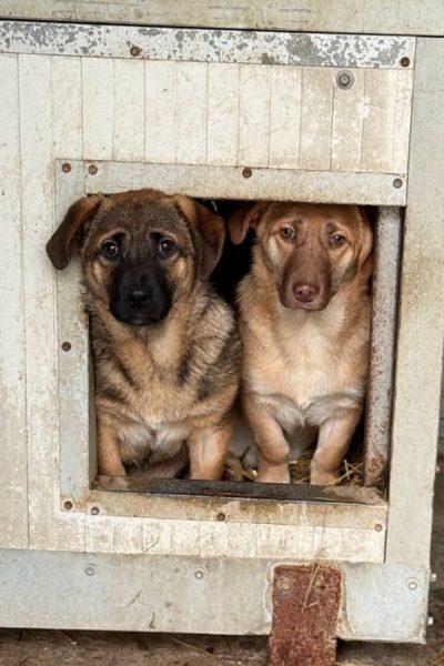 Chups schaut direkt in die Kamera