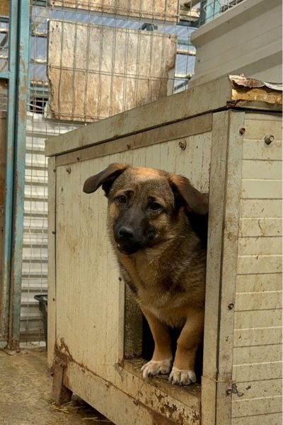 liebe Chupa schaut direkt in die Kamera