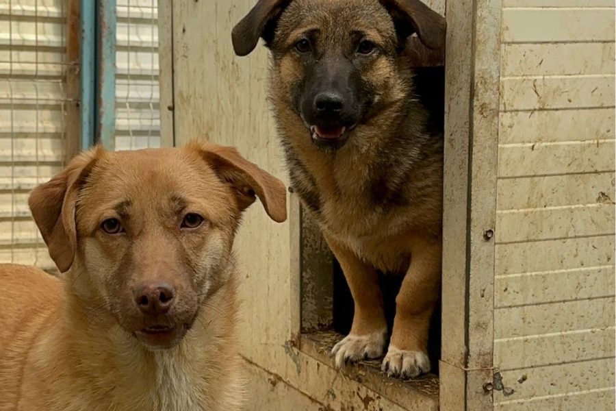 chupa und ihre Schwester schauen lieb in die Kamera
