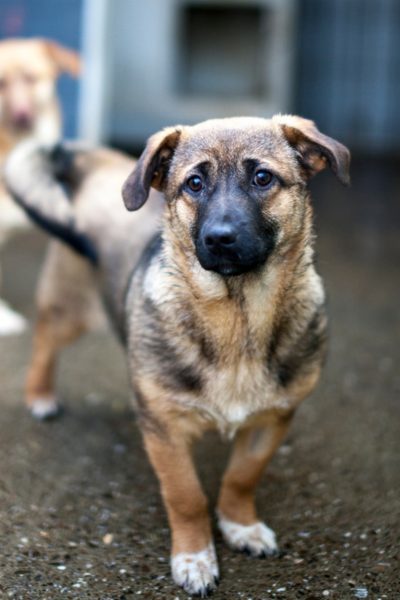 Chupa schaut in die Kamera