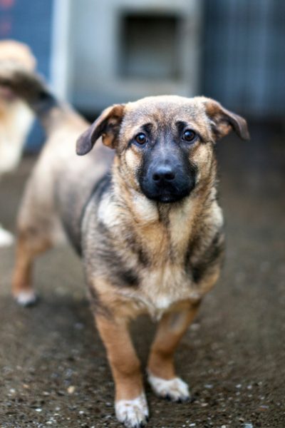 Chupa schaut in die Kamera