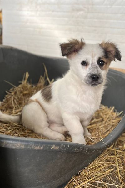 Welpe Charlotte im Körbchen