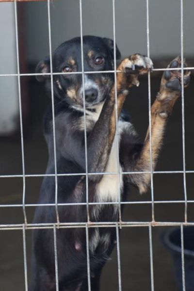 Hündin Bambi springt am Gitter hoch.