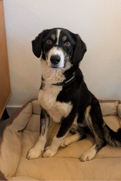 Rüde Corvin sitzt und schaut erwartungsvoll.