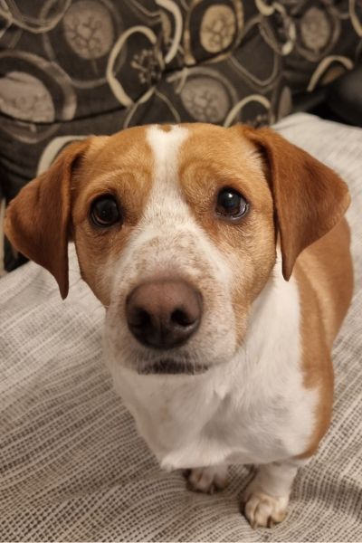 Rüde Donut schaut sanft in die Kamera.