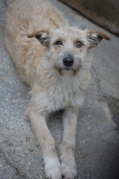Hündin Femke liegt und schaut hoch in die Kamera.