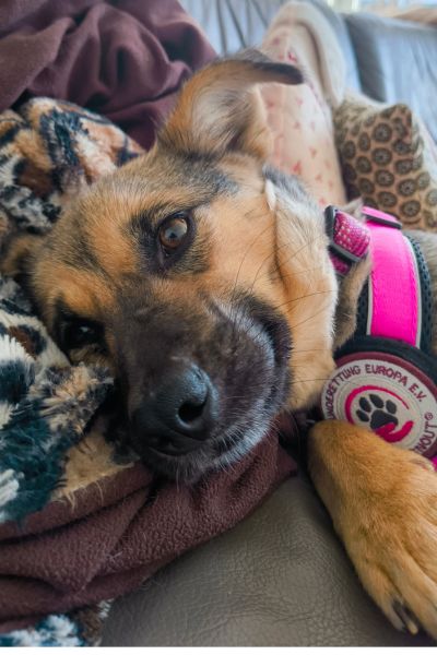 Leoni liegt eingekuschelt auf dem Sofa.