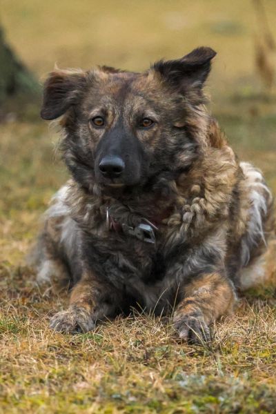 Lucky liegt und schaut aufmerksam in die Kamera.