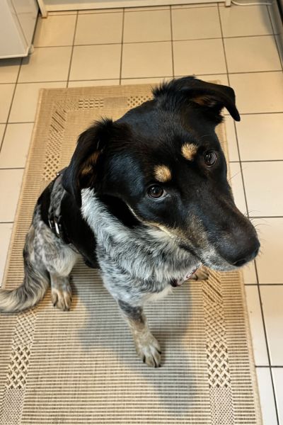 Malva sitzt und schaut hoch in die Kamera.