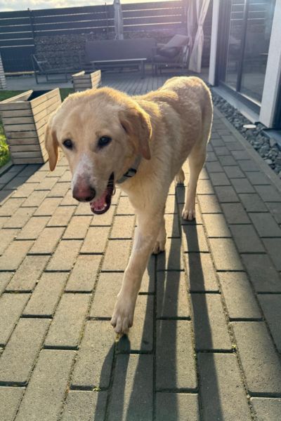 Hündin Miri läuft auf die Kamera zu.