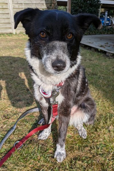 Hündin Zuri sitzt und schaut in die Kamera.