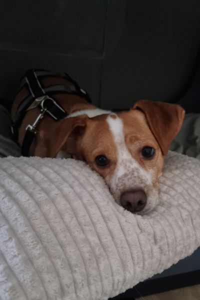 Rüde Donut hat seinen kopf auf einem Kissen abgelegt.