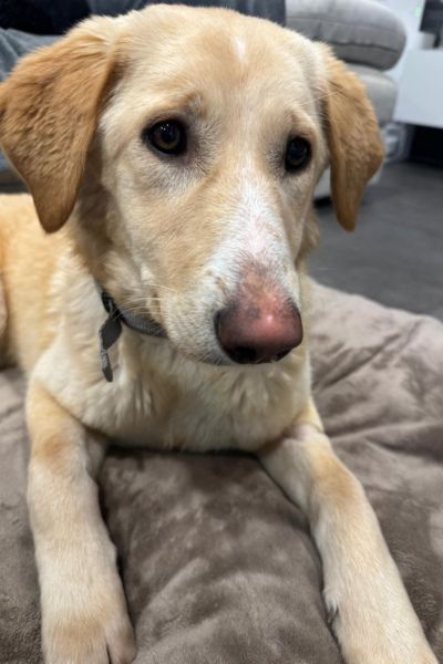 Miri liegt und schaut neugierig.