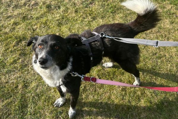 Hündin Zuri steht im Garten
