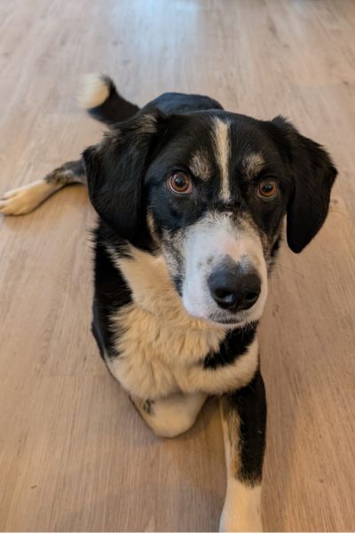 Corvin schaut mit großen Augen in die Kamera.