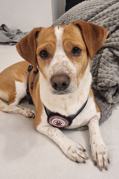 Rüde Donut liegt und schaut neugierig in die Kamera.