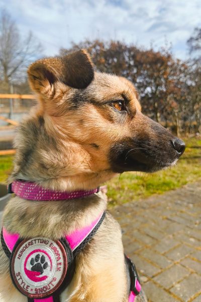 Hündin Leoni schaut aufmerksam zur Seite.