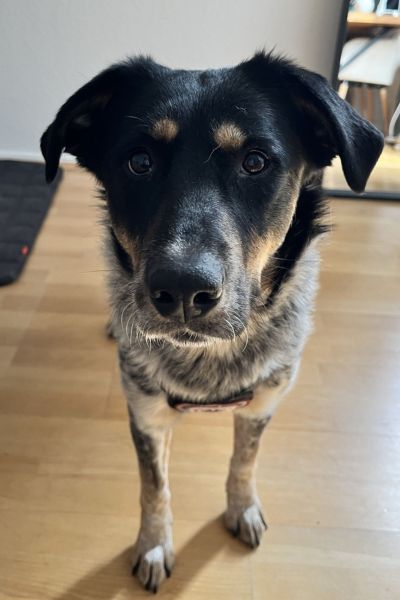 Hündin Malva schaut neugierig in die Kamera.