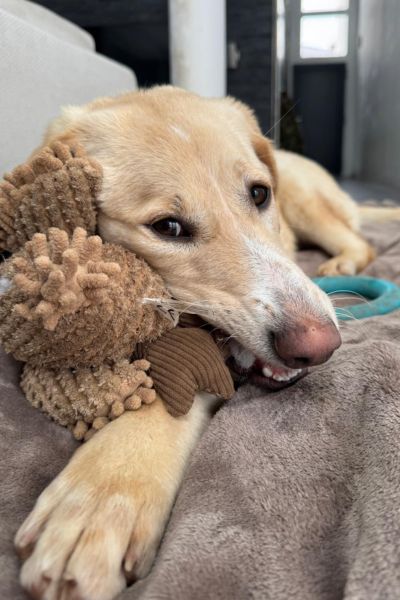 Miri kaut auf einem Kuscheltier rum.