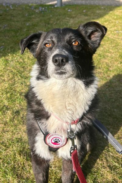 Hündin Zuri schaut sanft in die Kamera.