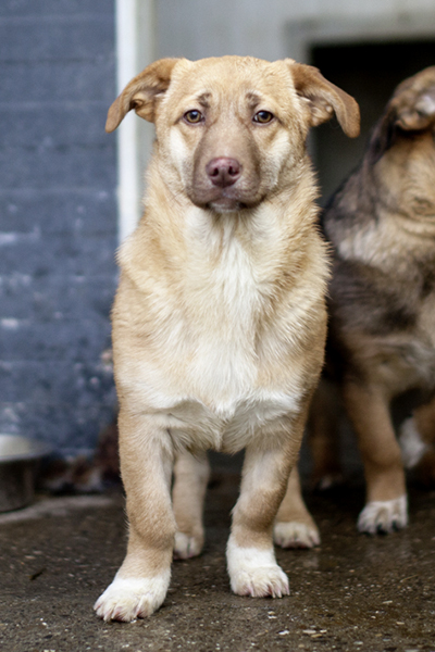 Chups der hellbeige Junghund mit weißer Brust steht in seinem Shelter und schaut frontal in die Kamera