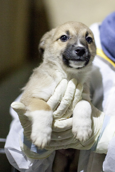 Der kleine beige Welpe Ocean ist auf dem Arm der Tierschützerin
