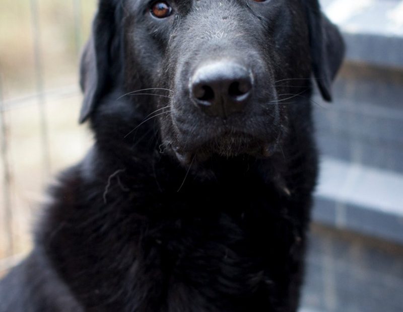 Die schwarze Juna schaut zögerlich in die Kamera.
