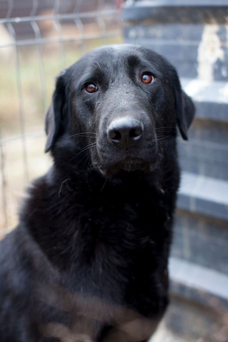 Die schwarze Juna schaut zögerlich in die Kamera.