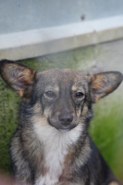 Braun-weiße Hündin schaut in die Kamera.