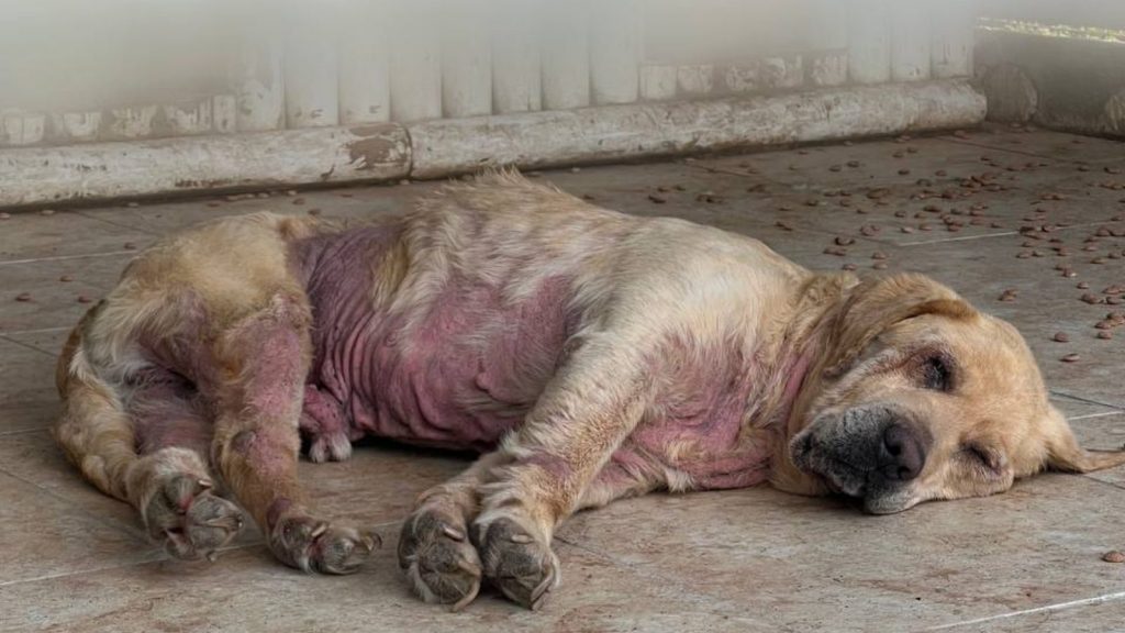 Beiger Hund mit wenig Fell und nackter Haut liegt auf dem Boden