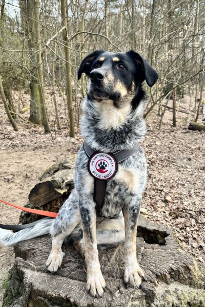 Hündin Malva schaut neugierig in die Kamera.