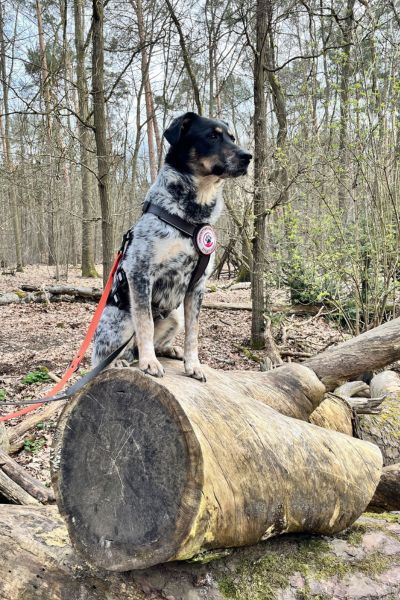 Hündin Malva schaut neugierig in die Kamera.