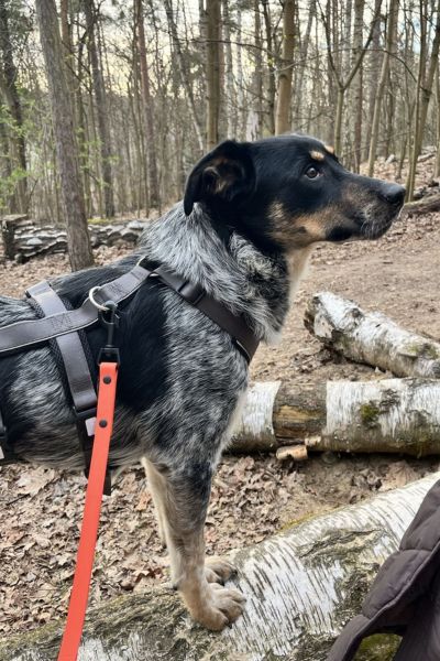 Hündin Malva schaut neugierig in die Kamera.