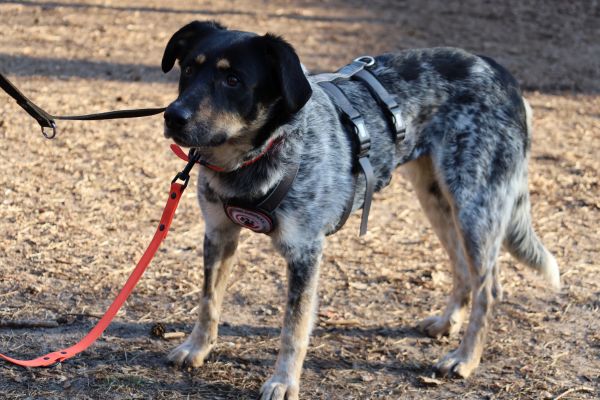 Malva steht draußen und schaut zur Seite.
