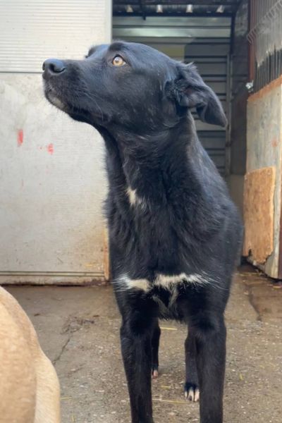 Der schwarze Rüde Chicago schaut in die Kamera.