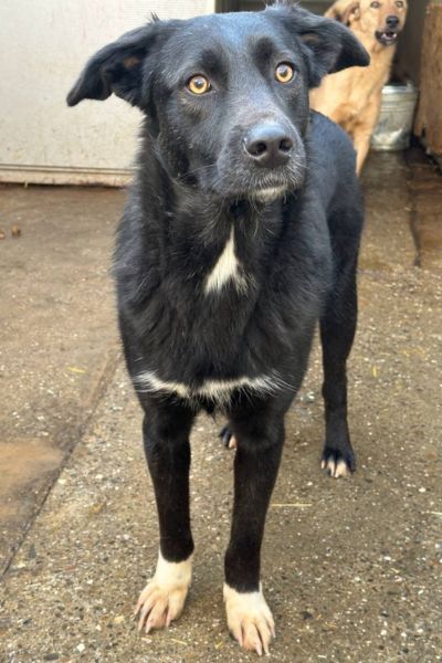 Der schwarze Rüde Chicago schaut in die Kamera.