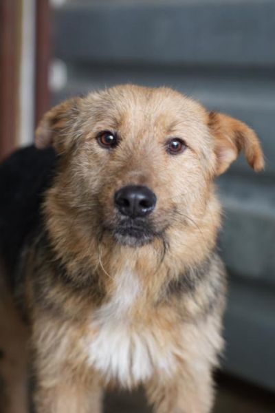 Der dreifarbige Rüde Fido schaut in die Kamera.