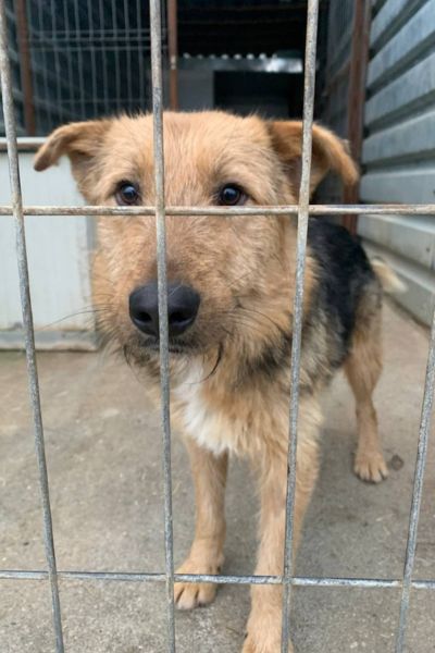 Der dreifarbige Rüde Fido steht am Gitter.